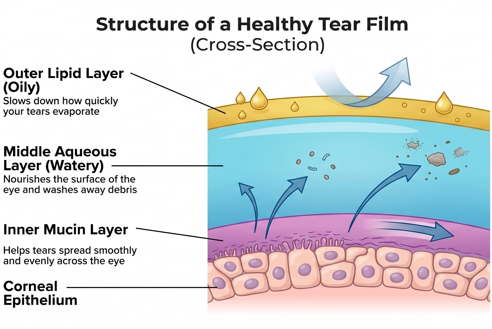 Diagram of a healthy tear film showing its three layers — the outer lipid layer, middle aqueous layer, and inner mucin layer